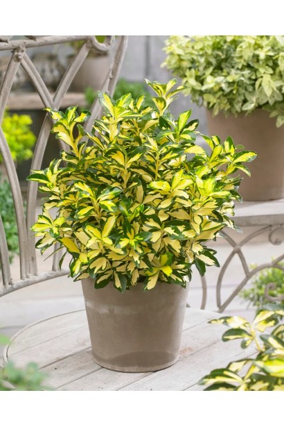 Euonymus japonicus ’Exstase’